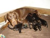 Eckeen with her M litter
